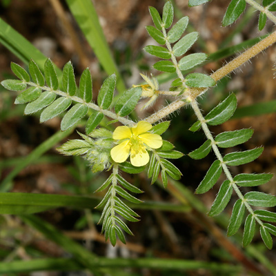 Tribulus terrestris è una piccola pianta frondosa