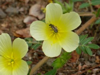 Il Tribulus terrestris ha molti benefici per la salute