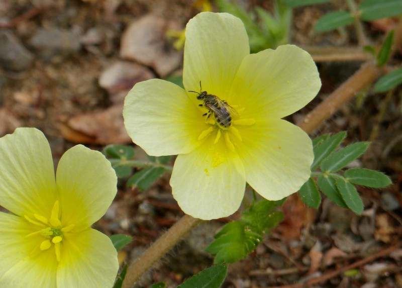 Il Tribulus terrestris ha molti benefici per la salute